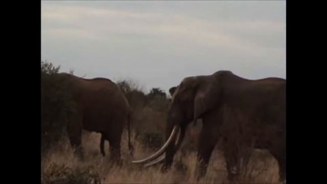 Safari Kenya - Tsavo Park смотреть онлайн