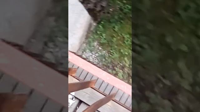 Завтрак для белочки)))) смотреть онлайн