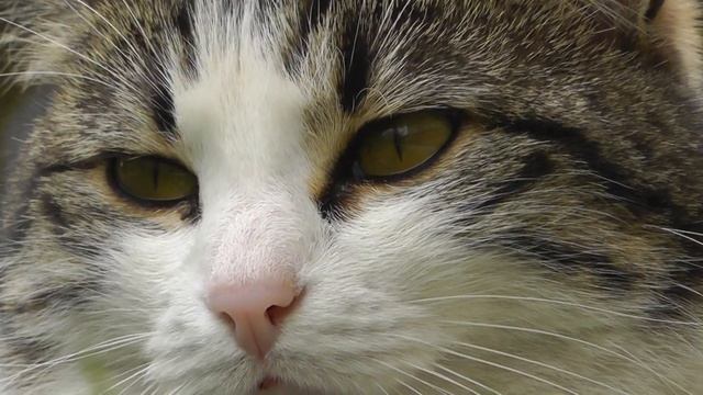 My cat Pepsi. HDC-SD90 Panasonic смотреть онлайн