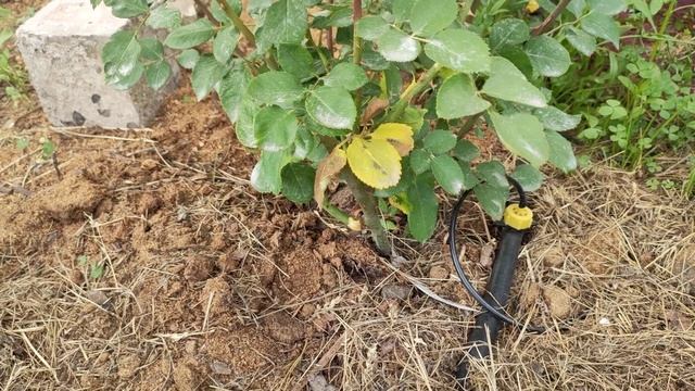 Afrodita - #роза с королевским размером! смотреть онлайн