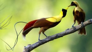 Райская птица - интересные факты