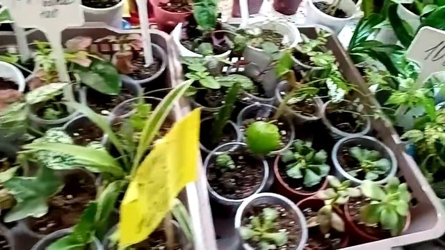 Выставка в Каневской. Цветы не только для дома, но и для сада.