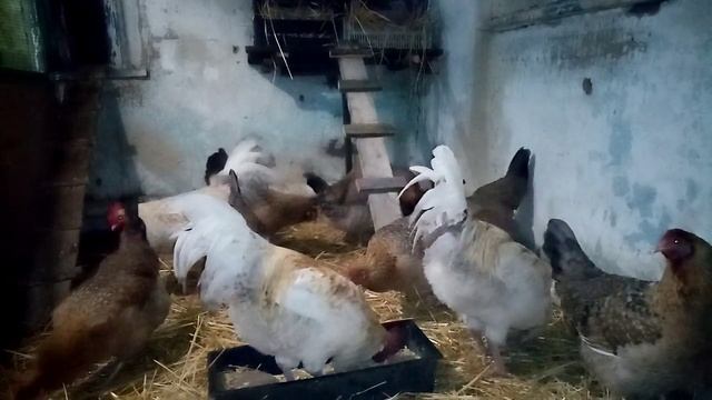 Новоселье у Ленинградской золотисто серой!!! смотреть онлайн