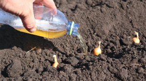 Сажайте так лук севок в 2022 году. Растет крупный без мухи и болезней. Секреты посадки лука севка.