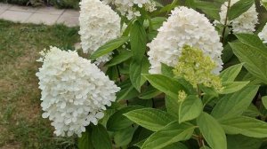 Окрашивание соцветия метельчатой гортензии Мэджикал Свит Саммер