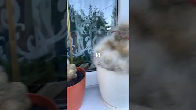 Кактусы на окне смотреть онлайн
