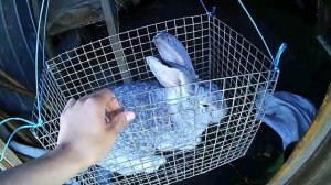 Выход мяса с крольчихи породы Ризен // Жизнь в деревне