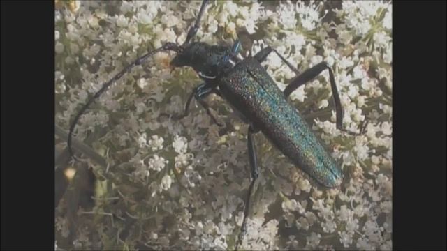 Musk Beetles Aromia moschata смотреть онлайн