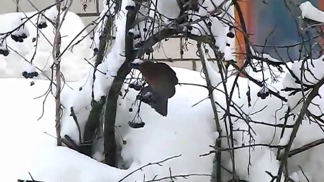 Что это за птица возле моего окна? смотреть онлайн