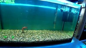 Посадка растений в аквариум на земле