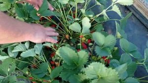 Клубника Елизавета 2 (второгодка)