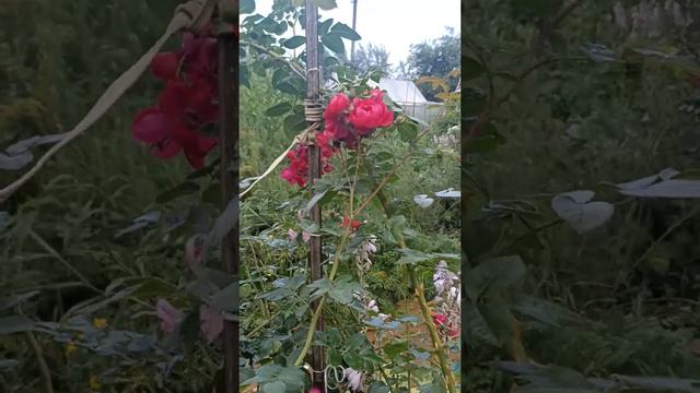 Роза Генри Келси, канадская плетистая, варенье из ее́ лепестков объединение ? смотреть онлайн