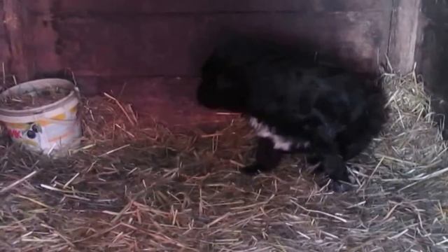 Как Зимуют Бездомыши в Сибири! смотреть онлайн