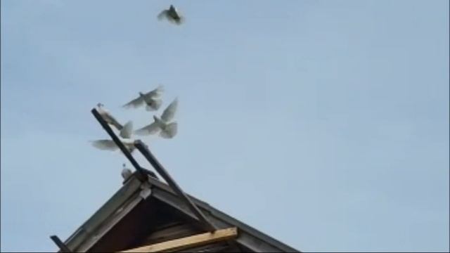 Жека Шмель - Голуби