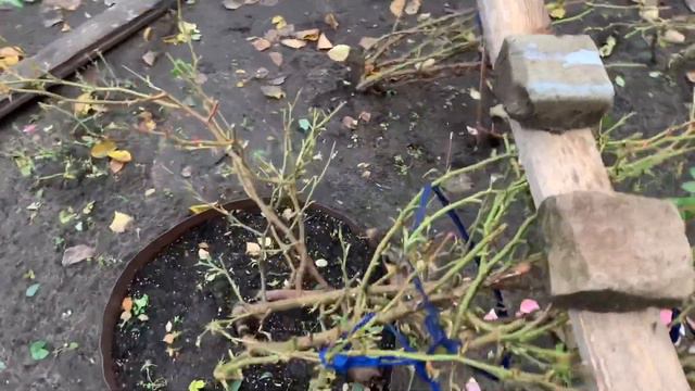 Как я готовлю розы к укрытию☔️☔️☔️ смотреть онлайн