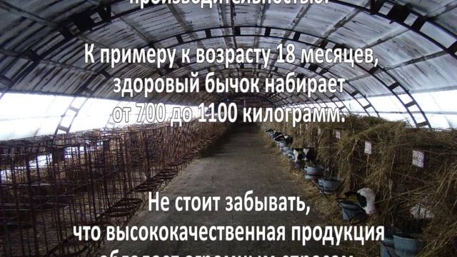 Выращивание телят. Бизнес идея смотреть онлайн