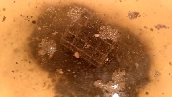 Traper Gold Expert Black + Expert + Champion + Epiceine + Activator Champion