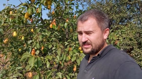 Лучший сорт груш для меня!! купите не пожалеете! Талгарская красавица