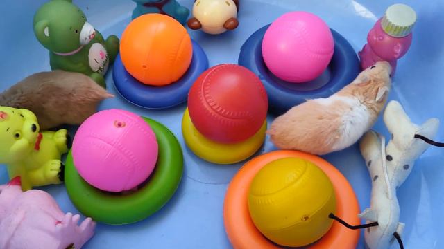 Bimo & Loky / Hamsters are having a good time смотреть онлайн