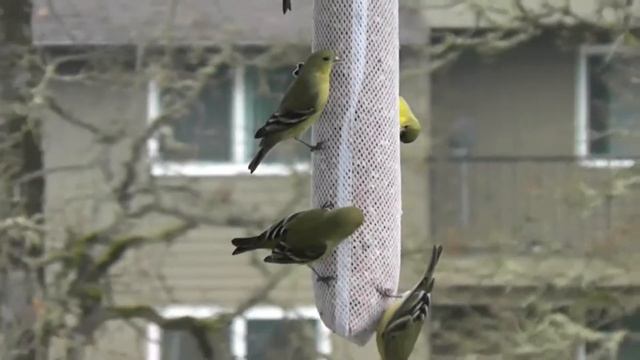Another Goldfinch Video смотреть онлайн