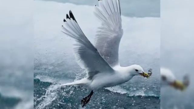 Звуки природы-Пианино,шум моря,дельфины и чайки... смотреть онлайн