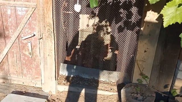 Садовая дорожка Своими Руками ч.2 . Мой опыт укладки плитки | Дорожка на Даче смотреть онлайн