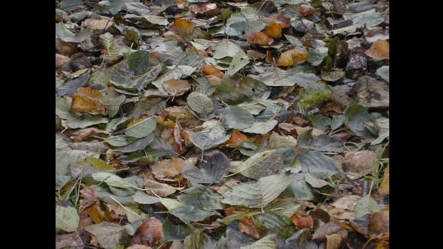 Песнопения иеромонаха Романа. Белый Храм над рекою смотреть онлайн