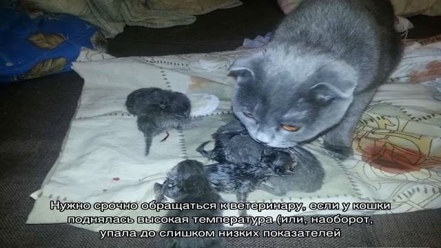 Советы для владельцев кошек и собак