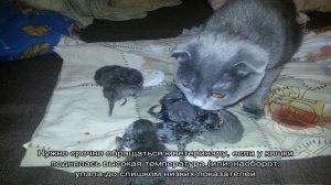 Как понять что кошка рожает и как скоро