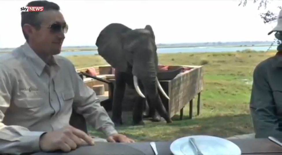 Джамбо взбунтовался смотреть онлайн