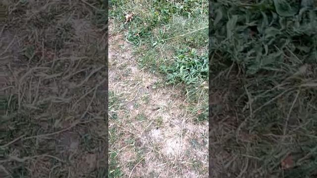 Нужна ли песочница домашнему сурикату? смотреть онлайн