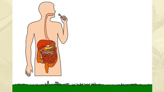Жизненный цикл бычьего цепня Биология для школьников смотреть онлайн