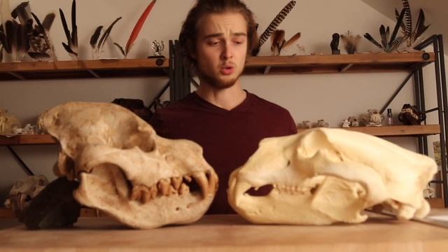 Dinocrocuta gigantea, So MUCH Hyena! смотреть онлайн