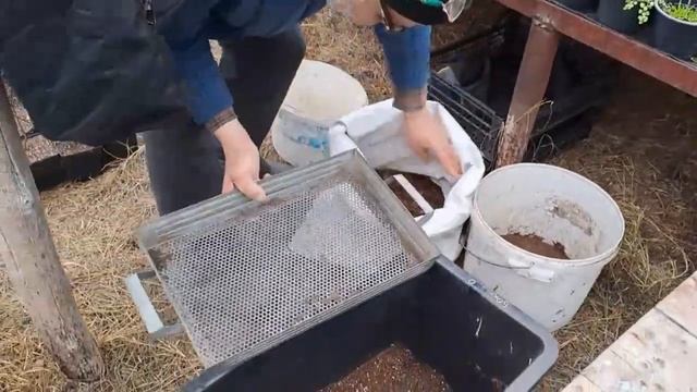 Размножение декоративных хвойных растений. Часть 1. смотреть онлайн