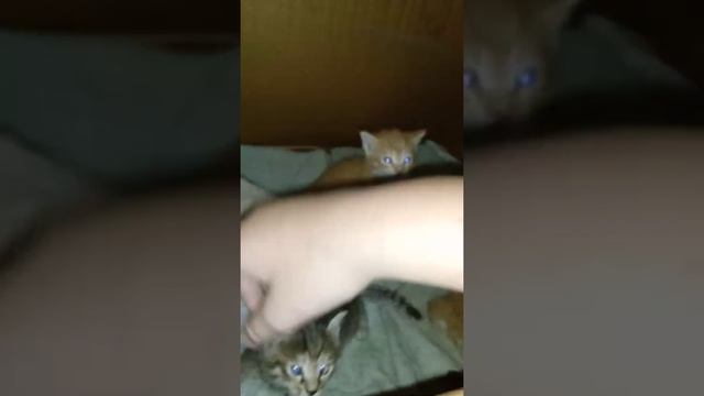 Раздаём котят бесплатно. Адрес Маршака 83. смотреть онлайн