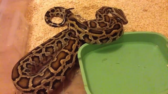 Ужин Карамеля 2 смотреть онлайн