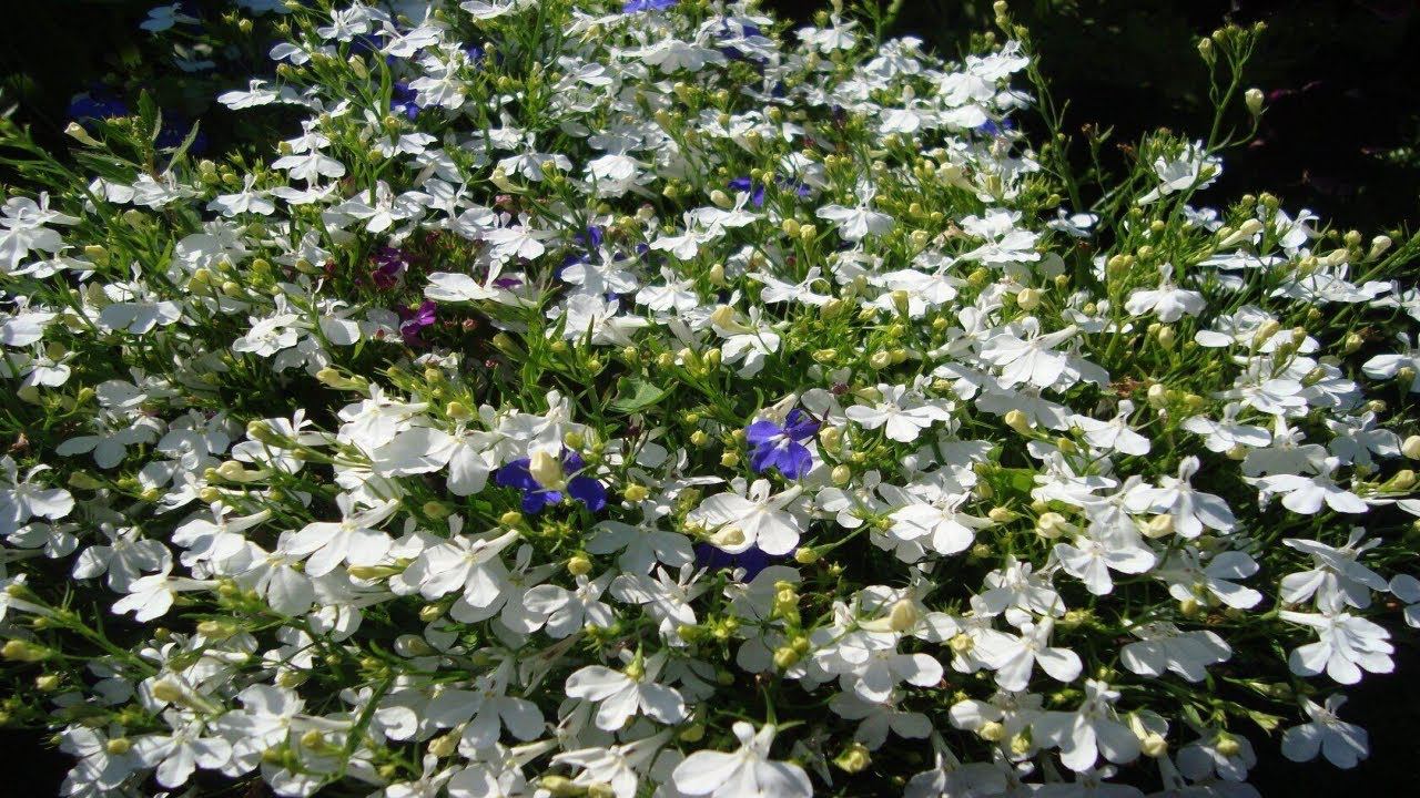 КАК ПОСЕЯТЬ И ВЫРАСТИТЬ ЛОБЕЛИЮ БЕЗ ПИКИРОВКИ. КАК ПОСЕЯТЬ БРАХИКОМУ БЕЗ ПИКИРОВКИ смотреть онлайн