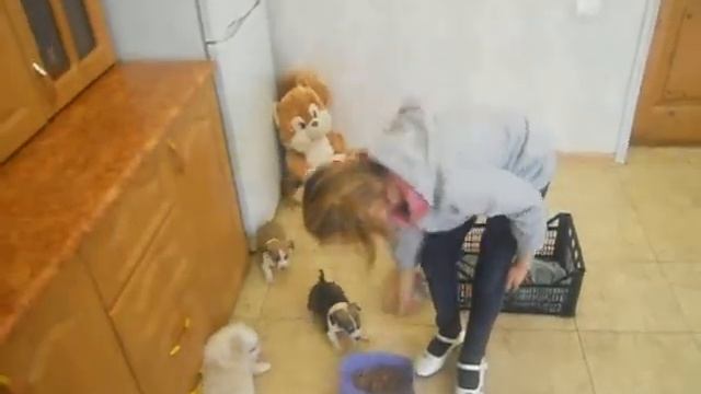 Веселые щенки великолепная пятерка смотреть онлайн