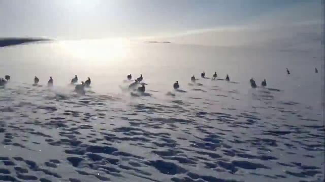 Зайцы бегут))) смотреть онлайн