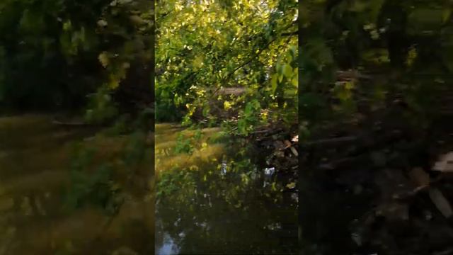 SOS ПОКРОВСКОЕ СТРЕШНЕВО!!!! Строительство на берегу реки Химки. смотреть онлайн