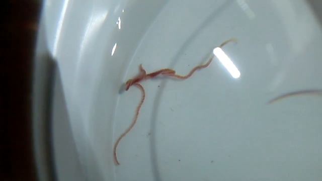 копуляция tubifex смотреть онлайн