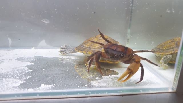 Smart Crab VS Red Eared Slider Turtle - Who Win? Live Feeding смотреть онлайн