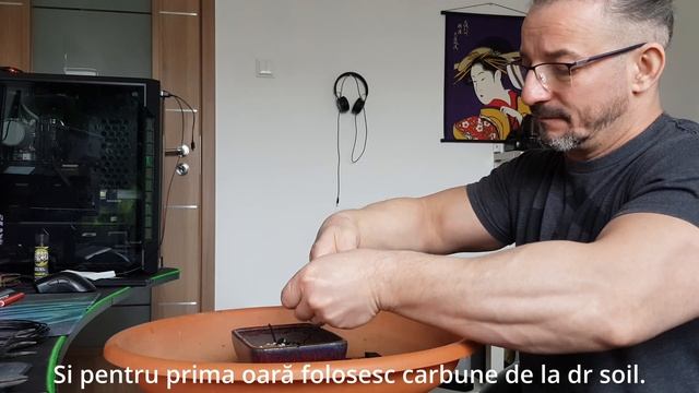 Juniper stricta bonsai replantare смотреть онлайн