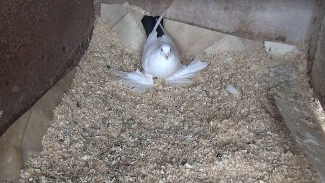 Tauben / Pigeons / Mои голуби/ Голуби не выбрасывают малышей из гнезда..../ 10.03.19 смотреть онлайн