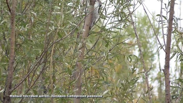 Малый пестрый дятел. Западно-Сибирская равнина смотреть онлайн