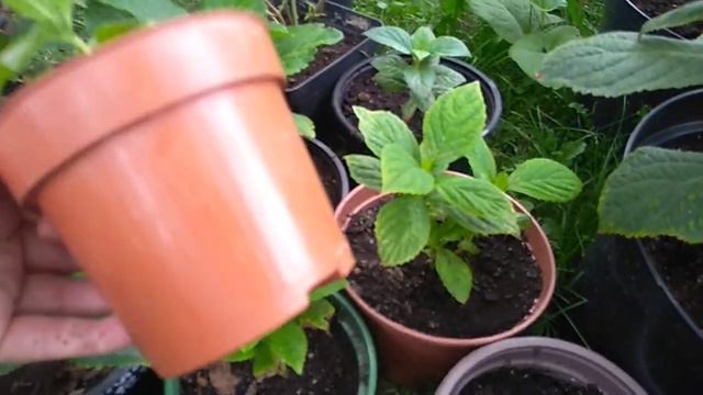 Черенки гортензии растут быстро.Третья пересадка за сезон. смотреть онлайн
