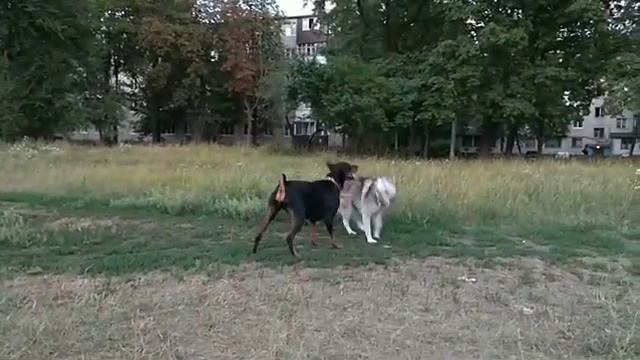 Доберман и Хаски смотреть онлайн