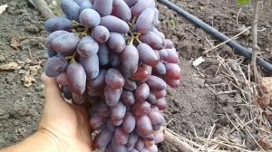 Виноград  Байконур .