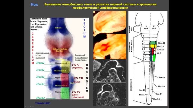 Сергей Савельев. Рождение мозга смотреть онлайн