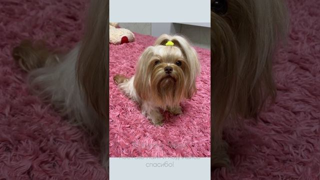 Русская Цветная Болонка. Щенки. Москва. смотреть онлайн